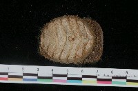 藏品(史汀森鬃毛石鱉)的圖片